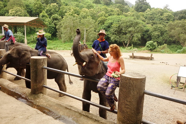 Elephant in nature
