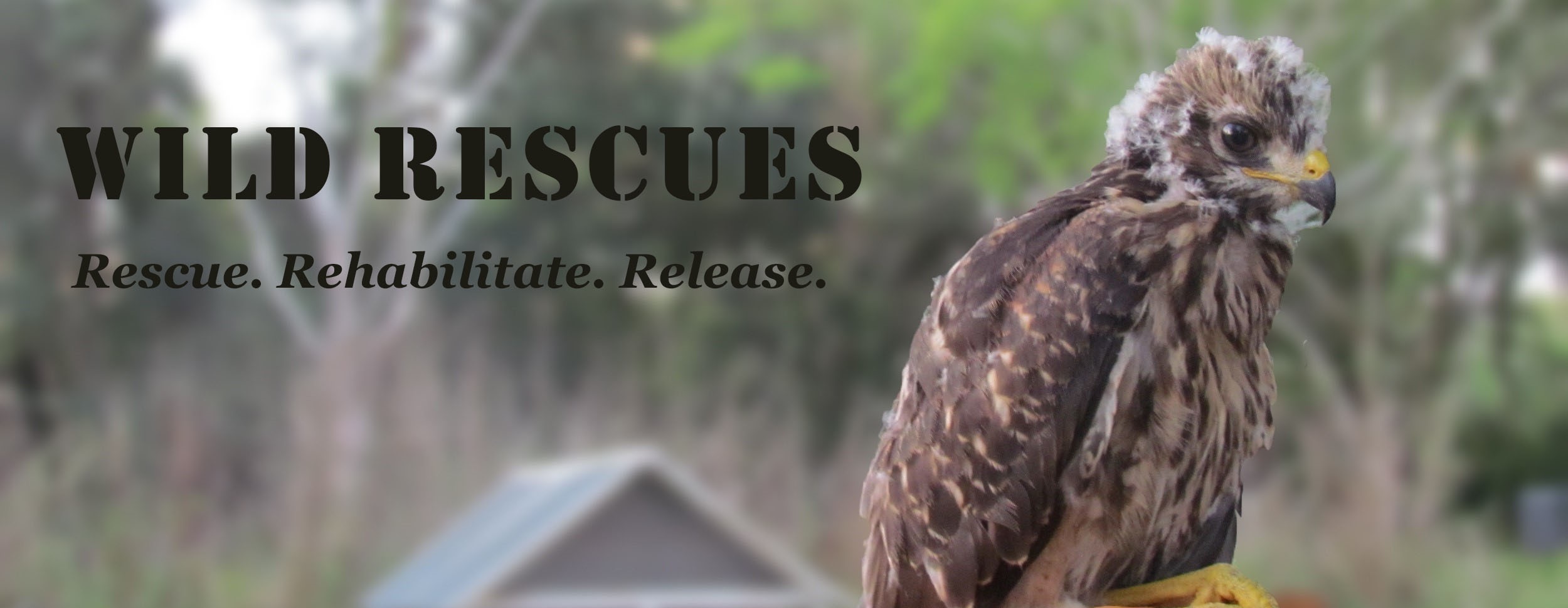Wild Rescues logo