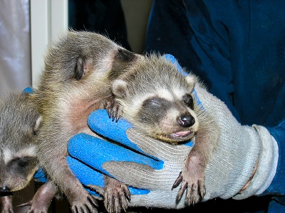 Wild Rescues team caring for animals